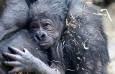 تولد گوریل در معرض انقراض در باغ‌وحش ناکسویل (فیلم)