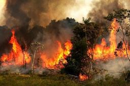 هشدار محیط زیست گیلان به افزایش خطر آتش‌سوزی جنگل‌ها