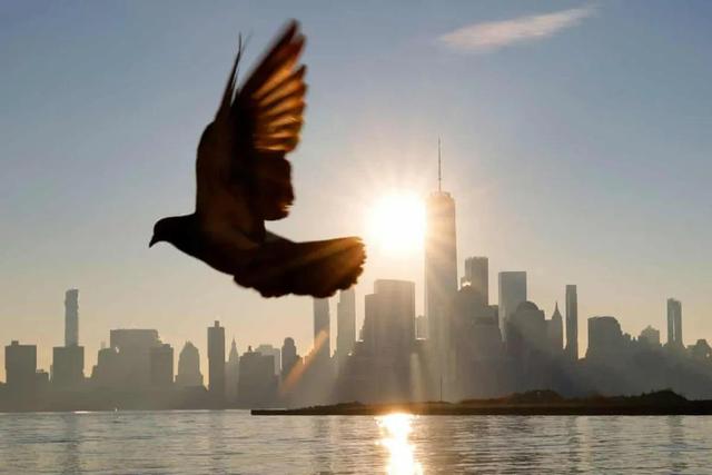 کدام عضو مرموز پرندگان نقش قطب‌نما را دارد؟ بالاخره بعد از ۱۴۳ سال پاسخ را می‌دانیم