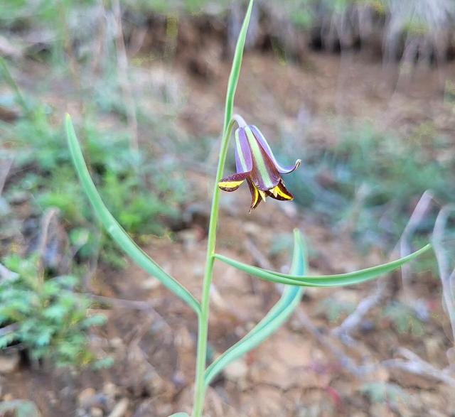ماجرای کشف یک گیاه جدید در طبیعت کردستان | تازه‌ ترین مهمان گونه‌ های گیاهی ایران «سنندج» نام گرفت