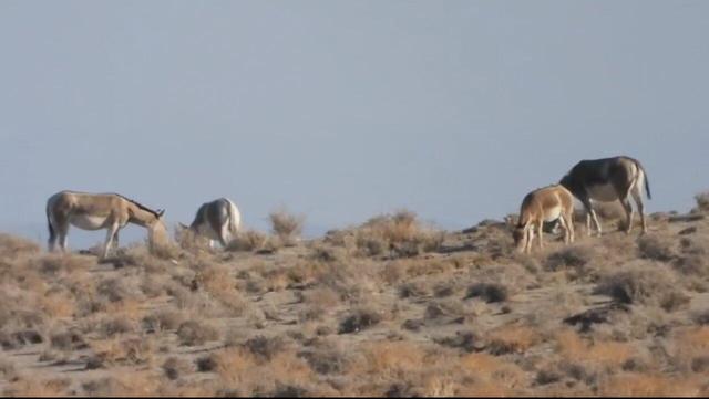 تصاویر دیدنی از گورخرهای ایرانی در پارک ملی توران شاهرود
