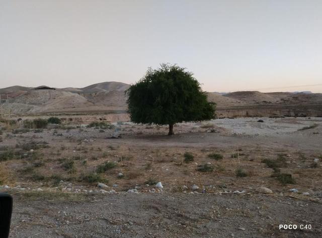 درختی که از خون و آب رویید؛ روایت مردی که با دو دبه، جاده سرنی را سبز کرد / یاسر بابایی