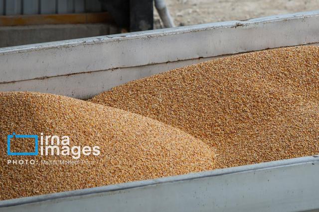 ۱۴۰ تن گندم احتکار در چهارمحال و بختیاری کشف شد