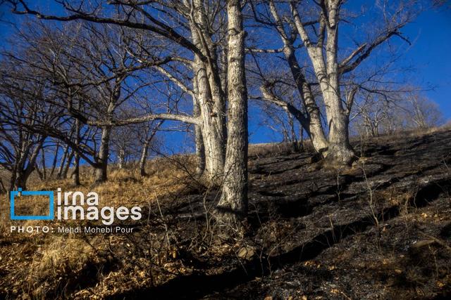 آتش‌سوزی در جنگل‌های آمل مهار شد