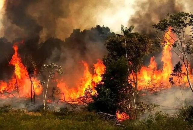 با مقصران آتش‌سوزی جنگل‌های الیت برخورد کنید