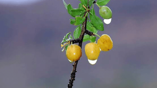 با خوردن این میوه جنگلی کمتر قولنج می‌کنید