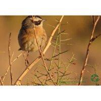 مشاهده صعوه ابرو سفید در خراسان جنوبی