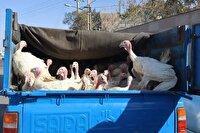 کشف محموله بوقلمون بدون مجوز دامپزشکی در میامی