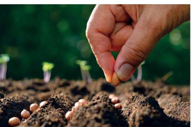 رئیس جهادکشاورزی استان: یزد قطب تولید بذر هیبرید در کشور است