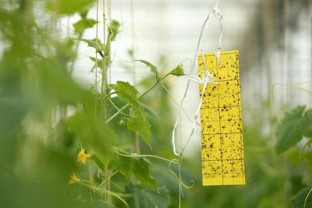 اجرای مانور قرنطینه گیاهی در گیلان با محوریت حفاظت از جنگل های هیرکانی