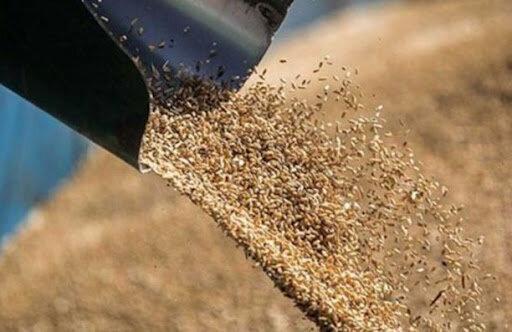 رئیس سازمان جهاد کشاورزی استان: سهمیه نهاده دامی اختصاص یافته به عشایر خراسان شمالی کفاف نیاز را نمی‌دهد