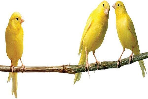 قیمت قناری بسته به رنگ و هیکل و صدای خوش تا یک‌میلیارد تومان می‌رسد