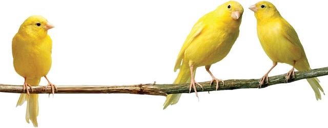 قیمت قناری بسته به رنگ و هیکل و صدای خوش تا یک‌میلیاردتومان هم می رسد/ در ایران چندقناری میلیاردی داریم؟