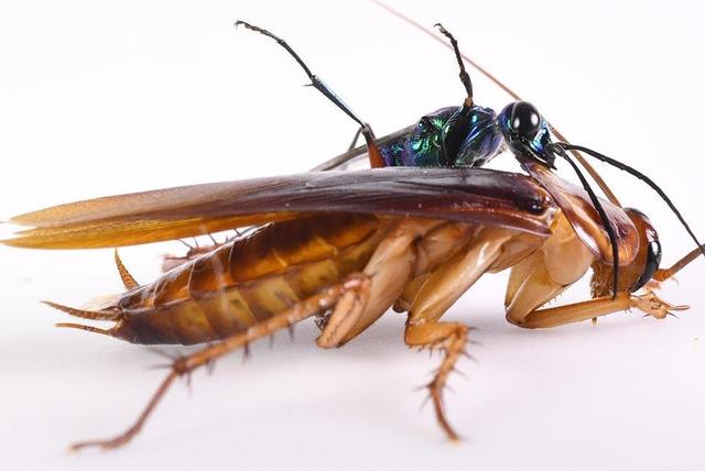 سوسکها، عامل پنهان آلودگی هوا / قاتل نامرئی کیفیت هوای خانه