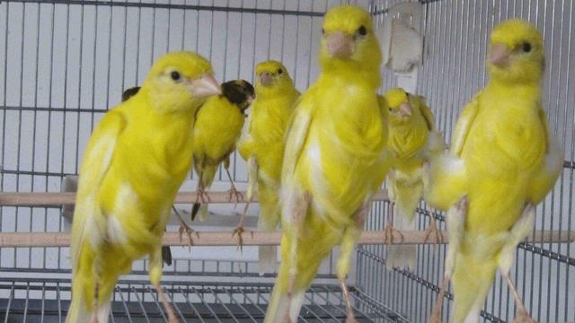 مسابقه مد و چهچهه قناری‌ ها | قناری شایسته سال چقدر می‌ ارزد؟