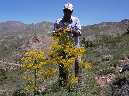۱۸۰ هکتار مراتع بجنورد برای توسعه گیاه دارویی باریجه احیا شد