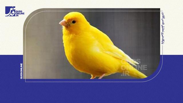 عجیب‌ترین رقابت ایران با قناری‌های میلیاردی