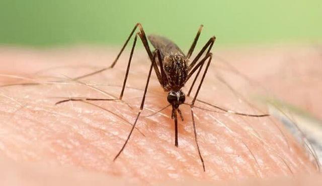 موارد ابتلای تب دنگی در هرمزگان به ۲۳۲ نفر رسید