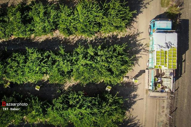 صادرات ۲۰ هزار تن مرکبات و کیوی مازندران به بازارهای جهانی