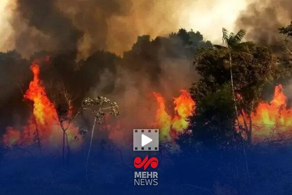 احتمال آتشسوزی دوباره در جنگلهای الیت