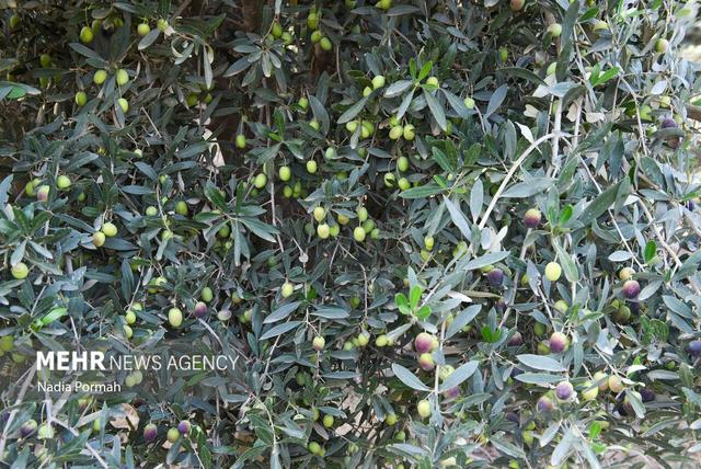 پیشبینی برداشت ۷۰ تن زیتون از باغات خراسان جنوبی