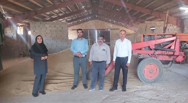 توزیع ۲۷۷ تن جو یارانه‌ای برای حفظ دام مولد