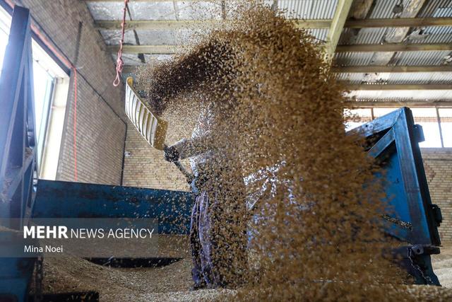 جعفری: ۱۱۰۰ تن گندم جوانه‌زده در قالب خرید تضمینی تحویل دولت شد