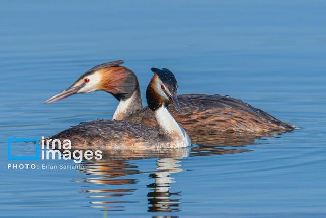 ۱۸ سایت آبگیر لرستان میزبان پرندگان مهاجر شد