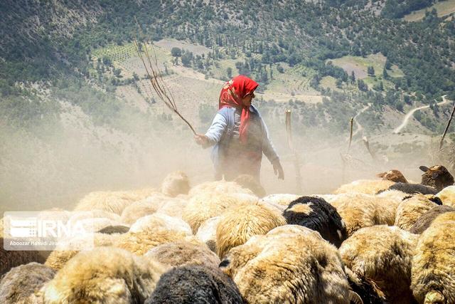 مسئول بسیج عشایر: ادغام سازمان عشایر مشکلات دامداران را تشدید می‌کند