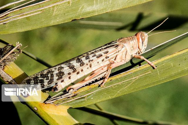 احتمال حمله ملخ صحرایی به استان‌های جنوبی/ آمادگی‌ لازم وجود دارد