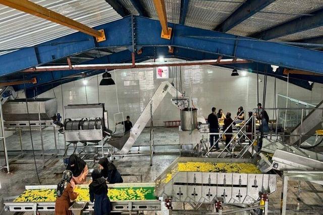 اولین واحد تولید سیبزمینی نیمه آماده با ۹۰ میلیارد تومان سرمایهگذاری در سنقر افتتاح شد