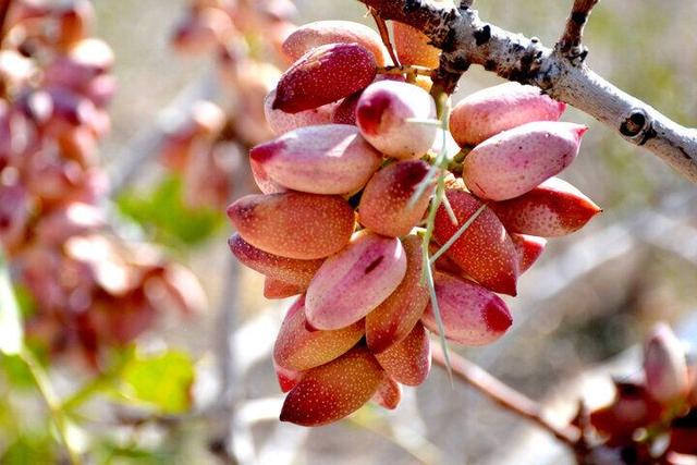 ۵۰ هزار تُن پسته از باغ‌های استان یزد برداشت شد 