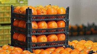 واکنش سازمان غذا و دارو به رنگ کردن پرتقال‌ها + فیلم