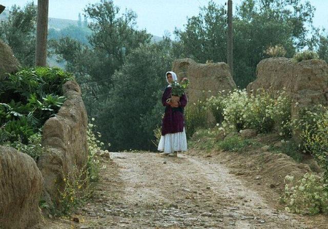 جشنواره جهانی فیلم فجر با اکران«زیر درختان زیتون» آغاز شد
