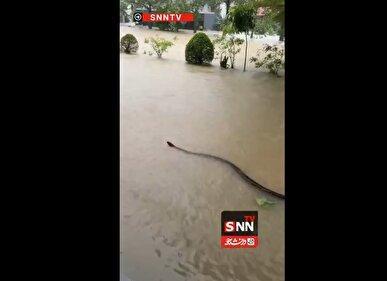 مار غول‌پیکر در خیابان‌های تایلند پس از سیل تاریخی + فیلم