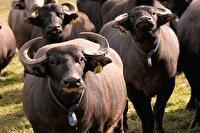 تدوین نخستین دستنامه بومی اصلاح‌نژاد گاومیش خوزستان