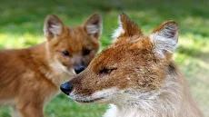 مشاهده سگ وحشی آسیایی یکی از نادرترین پستانداران جهان (فیلم)