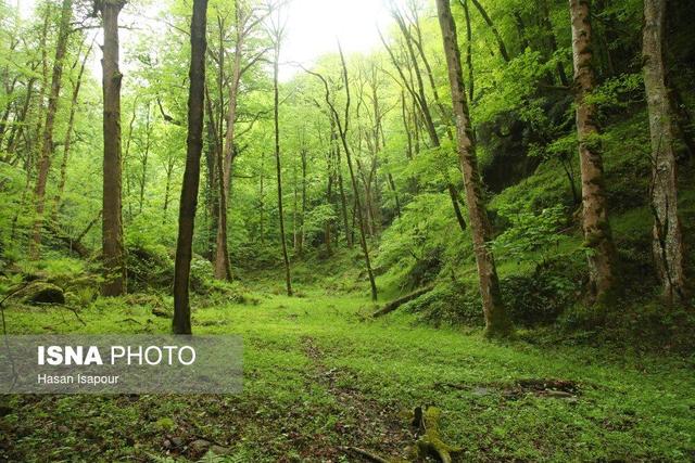 آتش سوزیهای که احیای جنگلها را برای سالها به تعویق میاندازد