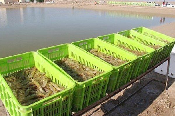 توضیح اداره کل شیلات خوزستان در خصوص یک خبر