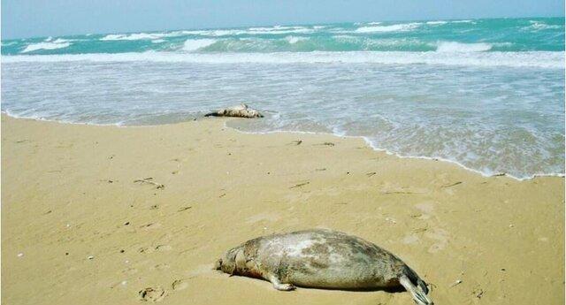 معمای راز آلود مرگ فوک‌ ها در مسیر تازه