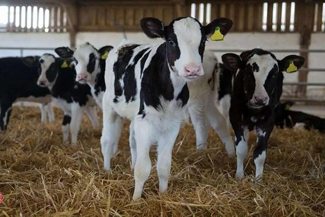 تولید دام زمین‌گیر شد