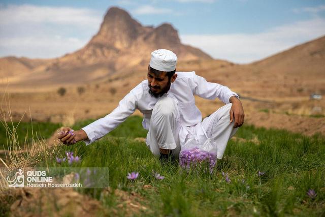 آغازبرداشت زعفران از مزارع تفتان