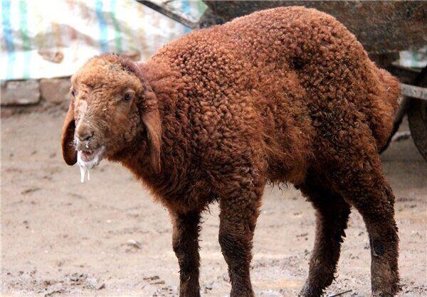 ایمن‌سازی دام سبک در مقابل تب برفکی در اولویت قرار گرفت