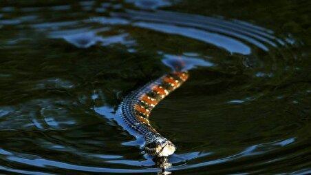 ببینید| مشاهده مار غول‌پیکر در خیابان‌های سیل زده تایلند