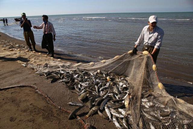 قیمت انواع ماهی ۵ آذر ۱۴۰۴