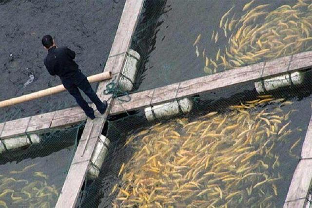 برآورد تولید ۶۴۵۵ تن ماهیان گرمابی در کرمانشاه| نیمی از تولیدات روانه عراق میشود