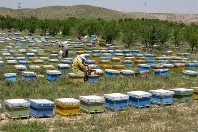 فلاحی: عملیات سرشماری زنبورستان‌ها در فارس پایان یافت