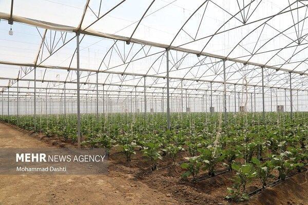 تهران، صدرنشین توسعه گلخانه‌ها در بین استان‌های کشور
