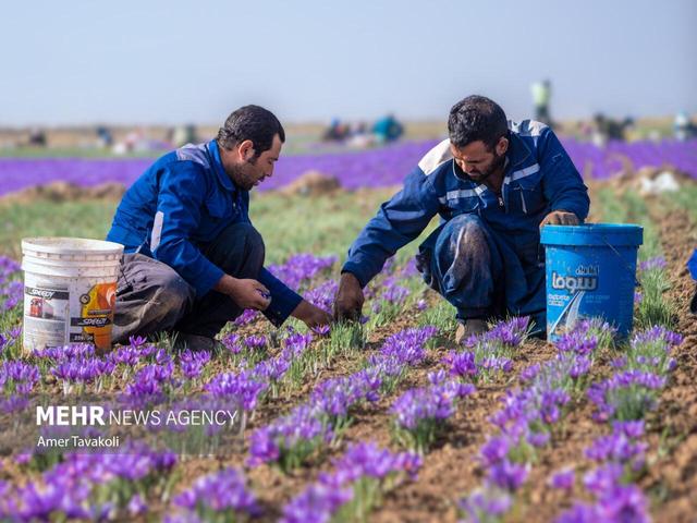 کردی: ۲۴۵ کیلوگرم زعفران از مزارع تفتان برداشت شد
