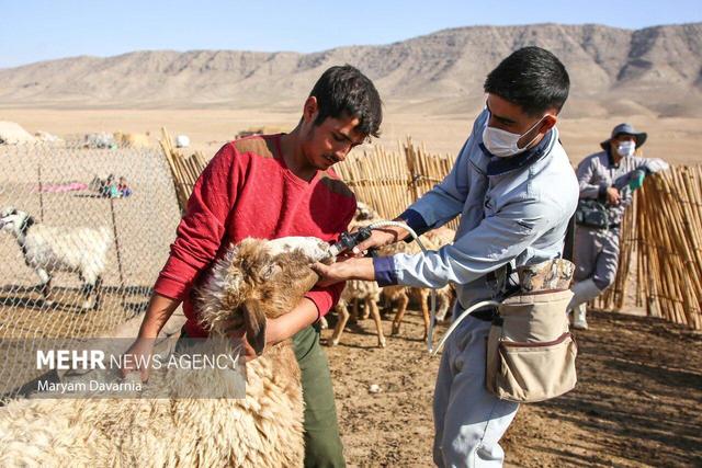 ایمن‌سازی دام سبک در مقابل تب برفکی در اولویت قرار گرفت